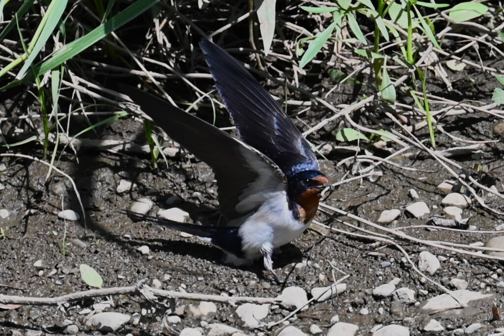 K川・巣材と格闘するツバメ 
