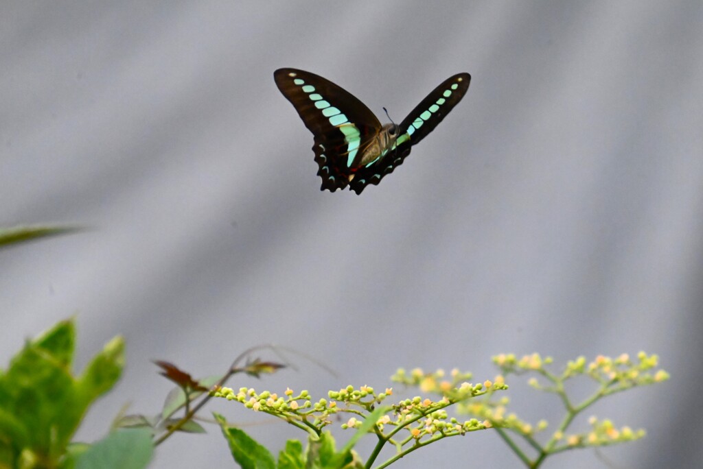 用水路・アオスジアゲハひらひらと・・