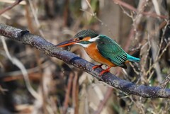 K川中流域・カワセミ♀飛び出し前