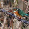 K川中流域・カワセミ♀飛び出し前