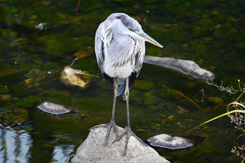 Ｋ川上流域・佇んで動かないアオサギ
