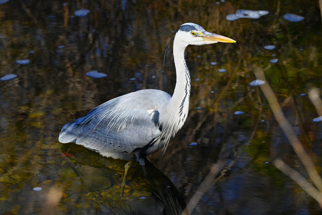 K川中流域・アオサギ