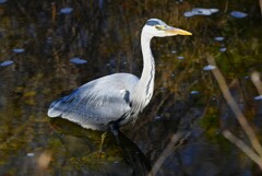 K川中流域・アオサギ