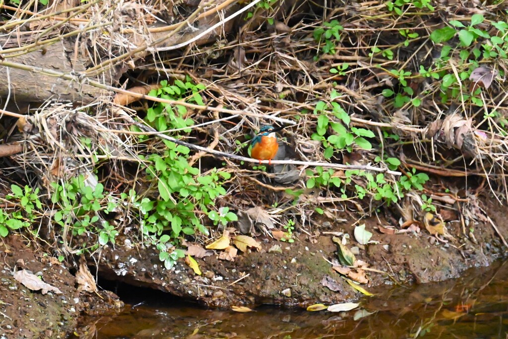 K川・いつもの止まり木にカワセミ♂