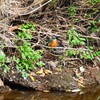 K川・いつもの止まり木にカワセミ♂