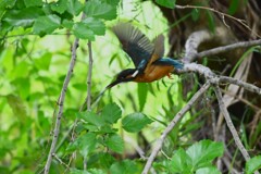 K川・上流域のカワセミ♀