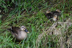 K川・無事だったカルガモ3羽のひな 