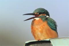 カワセミ♂・弁天様のお屋根であくび