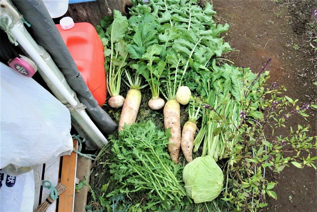 10月28日秋冬野菜収穫