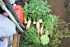 10月28日秋冬野菜収穫