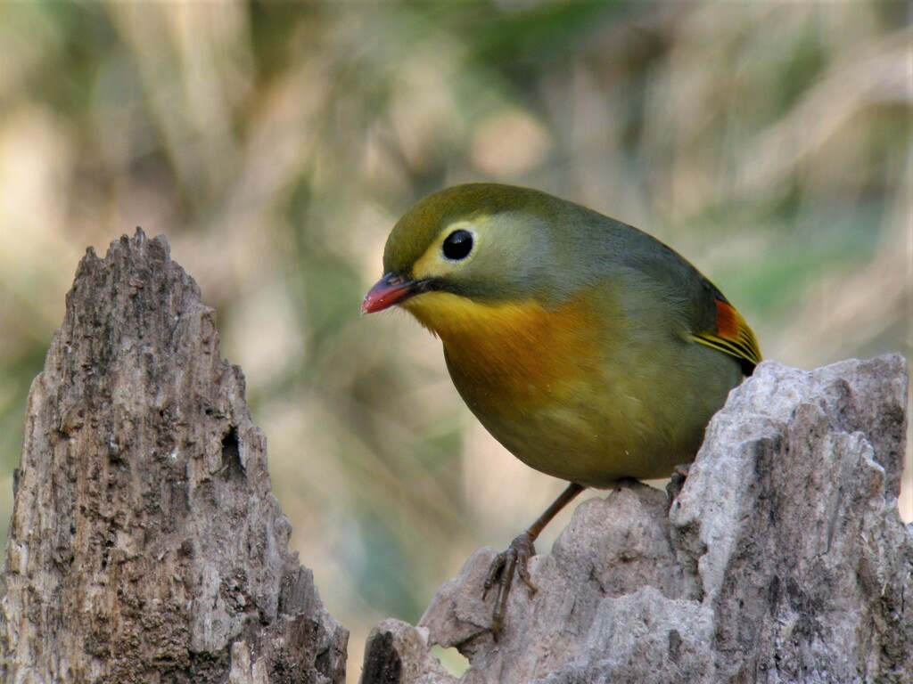 ソウシチョウ