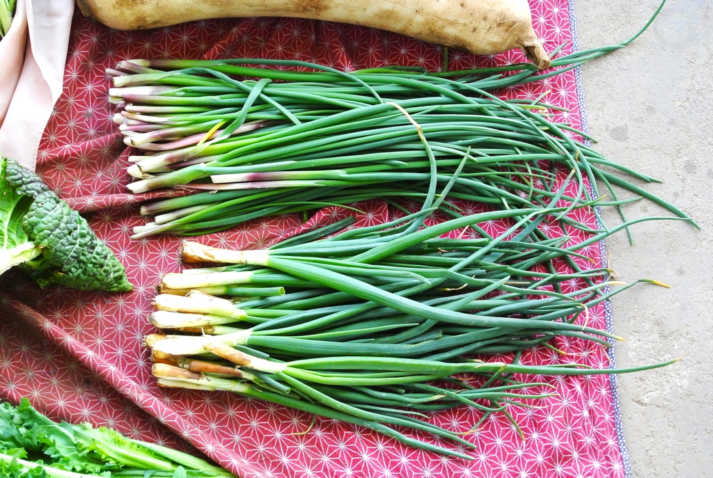菜園・小ねぎ、ハタマネギ（タマネギ間引き）収穫