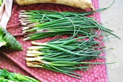 菜園・小ねぎ、ハタマネギ（タマネギ間引き）収穫