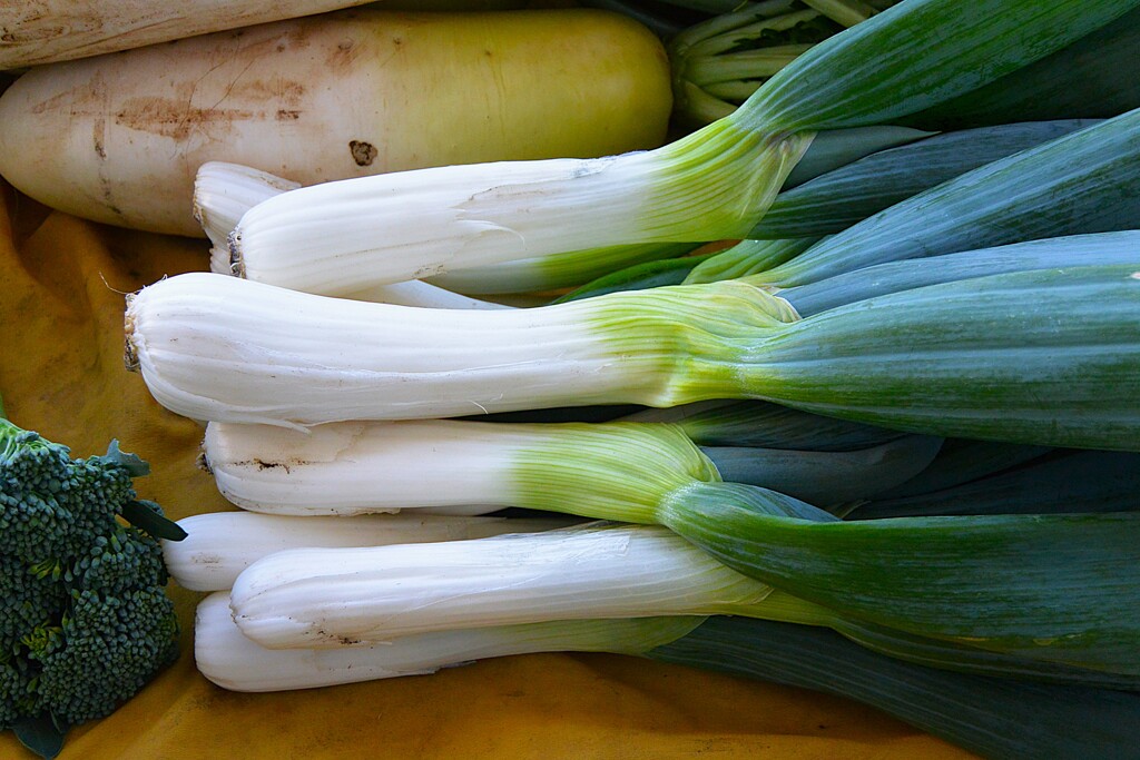 菜園・霜が降りて太く甘くなったシモニタネギ