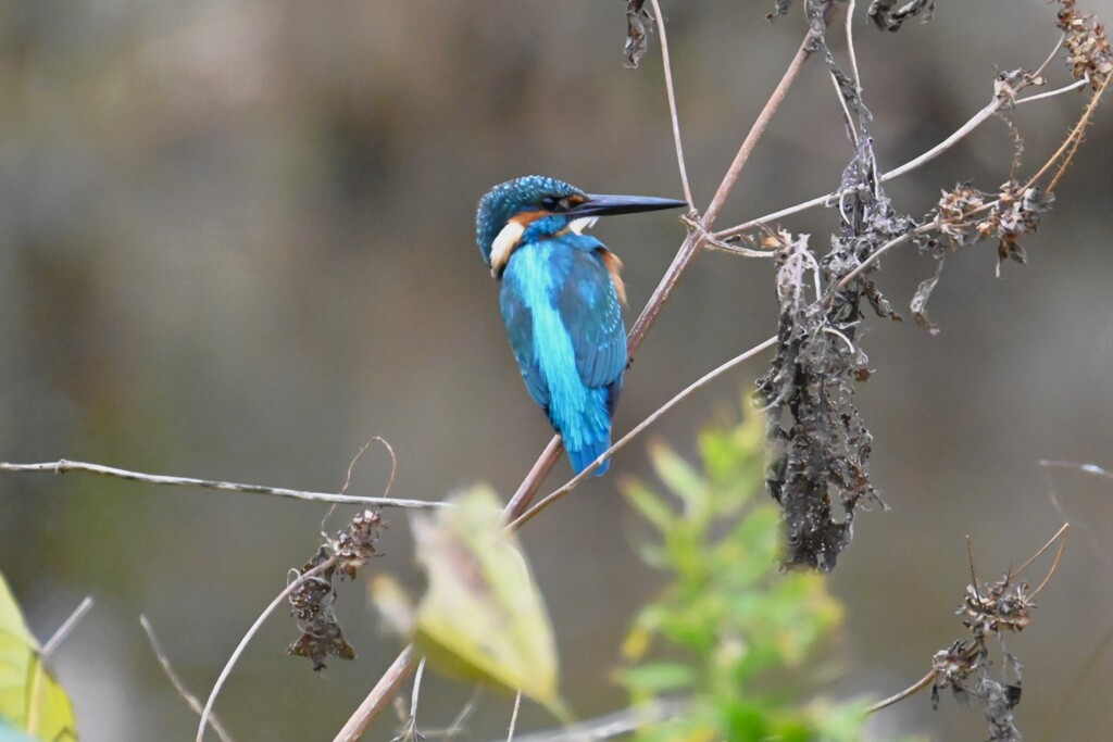 K川・見返りカワセミ♂若
