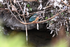 用水路・カワセミ♀