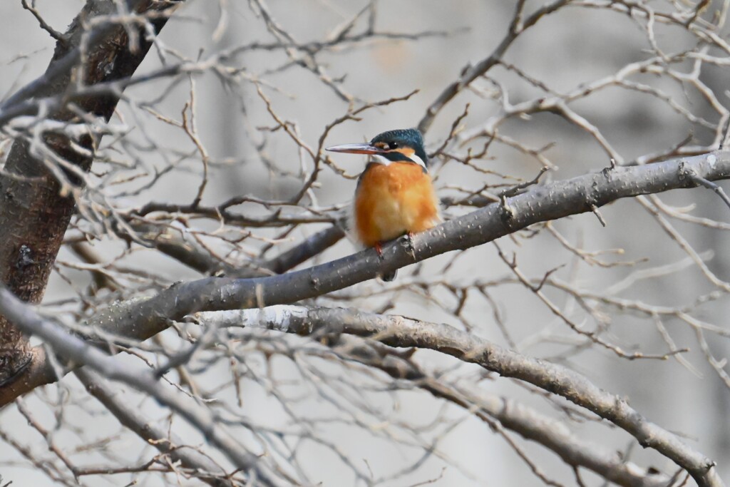 K川・上流のカワセミ♀B