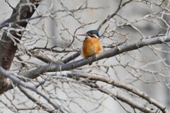 K川・上流のカワセミ♀B