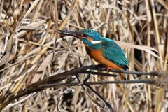 K川中流域・カワセミ♂若、エビを食べる 