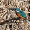 K川中流域・カワセミ♂若、エビを食べる 
