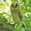 フクロウ雛