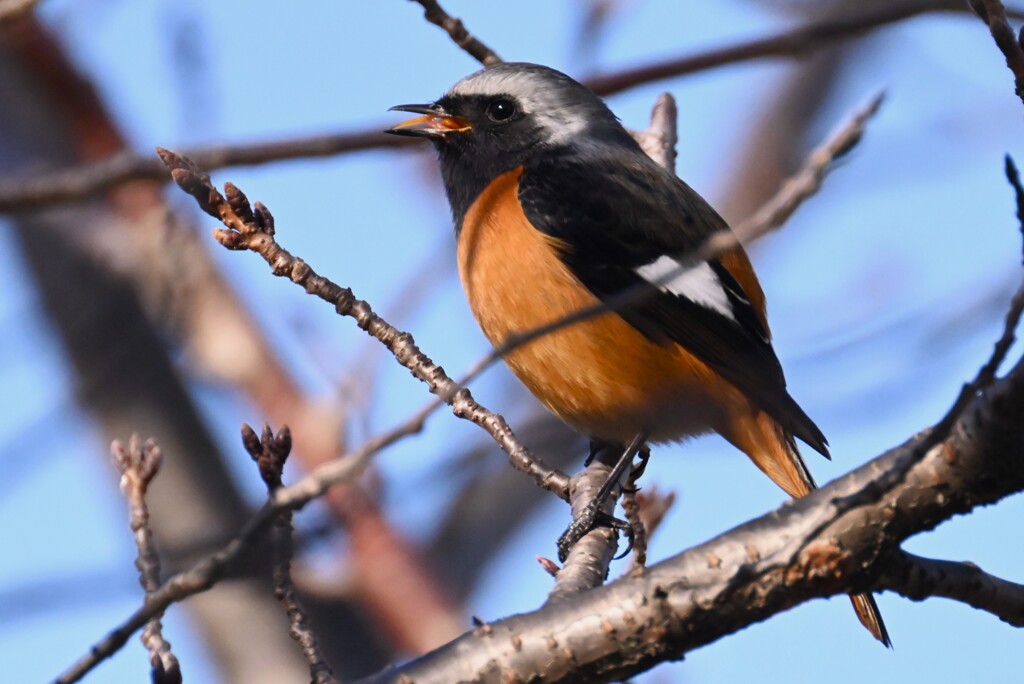 K川・木の実の種を吐くジョウビタキ♂