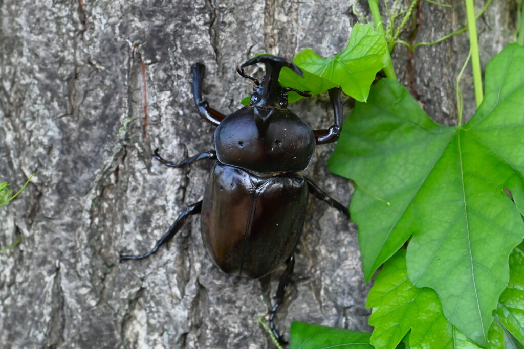 用水路・カブトムシ