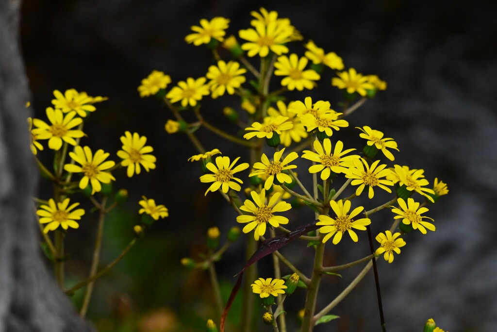 用水路・ツワブキの花
