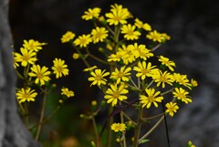 用水路・ツワブキの花
