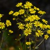 用水路・ツワブキの花