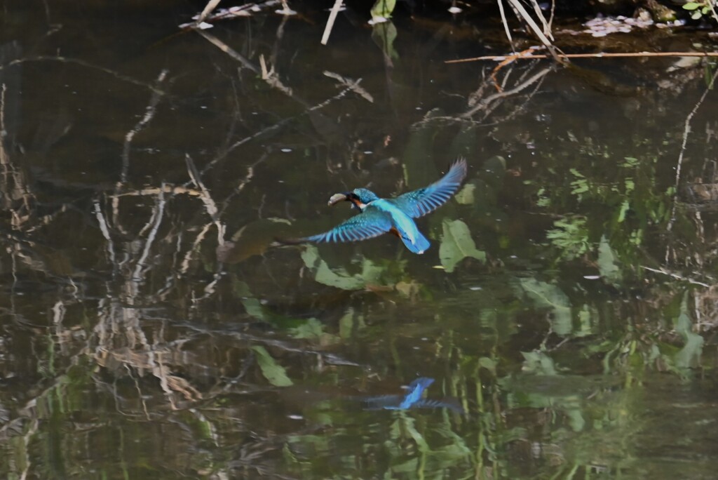 Ｋ川・中流域のカワセミ♂ (ダイビング後)