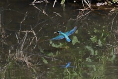 Ｋ川・中流域のカワセミ♂ (ダイビング後)