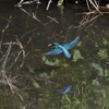 Ｋ川・中流域のカワセミ♂ (ダイビング後)