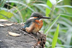 用水路のカワセミ♀若鳥・初個体 ...