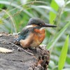 用水路のカワセミ♀若鳥・初個体 ...