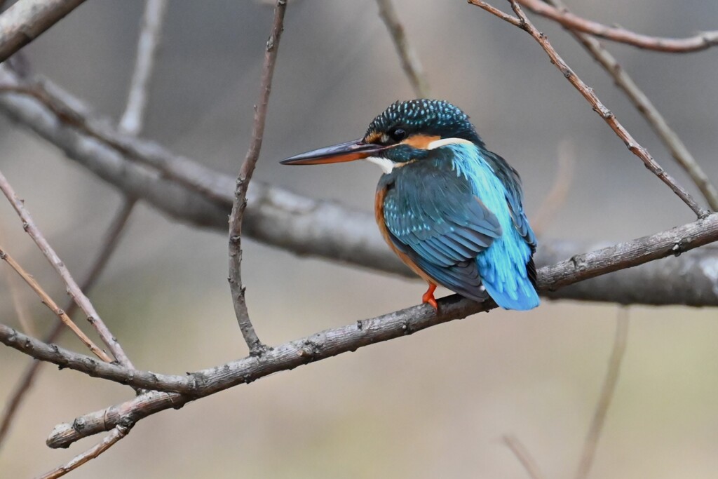 K川・上流域のカワセミ♀ 