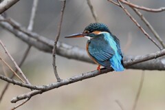 K川・上流域のカワセミ♀ 