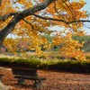 公園ウォークラリー・プラタナスとベンチ