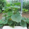 ミニカボチャ栗坊