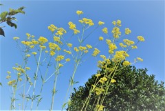 秋風にまかせ・・