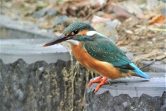 交尾の日以来2ヶ月ぶりに逢えたカワセミ♀