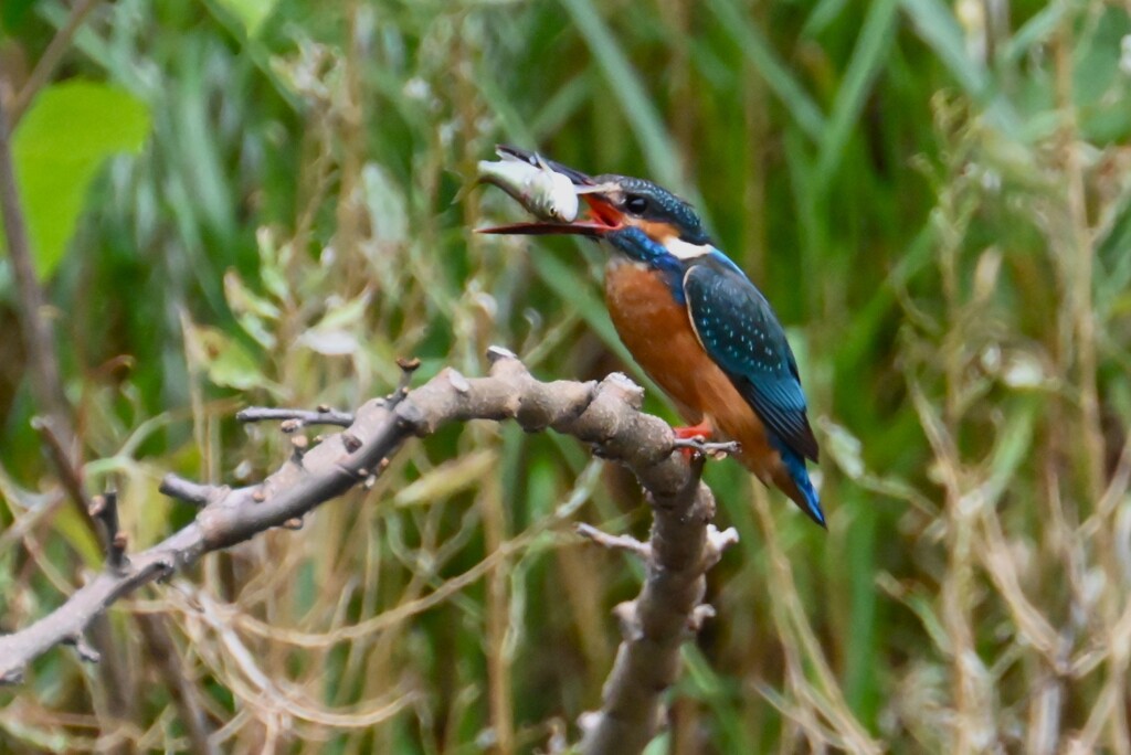 Ｋ川・上流のカワセミ♂、給餌咥えまで・・ 