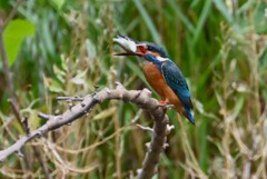 Ｋ川・上流のカワセミ♂、給餌咥えまで・・ 
