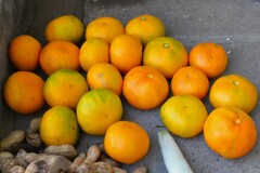 菜園・10月25日（頂き物のミカン）