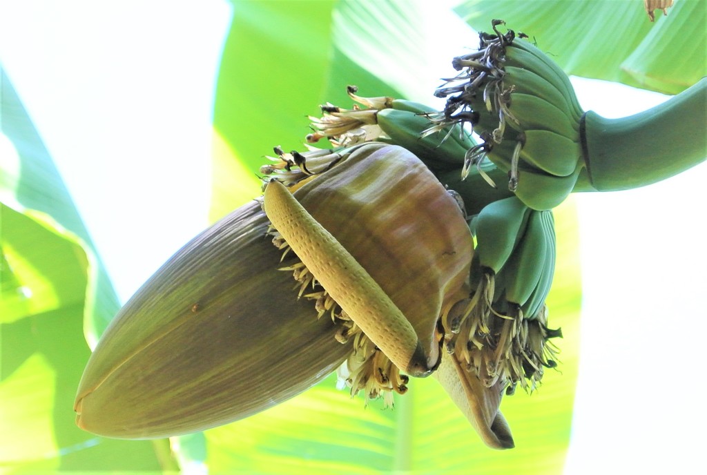 バナナの花と実