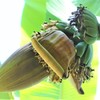 バナナの花と実