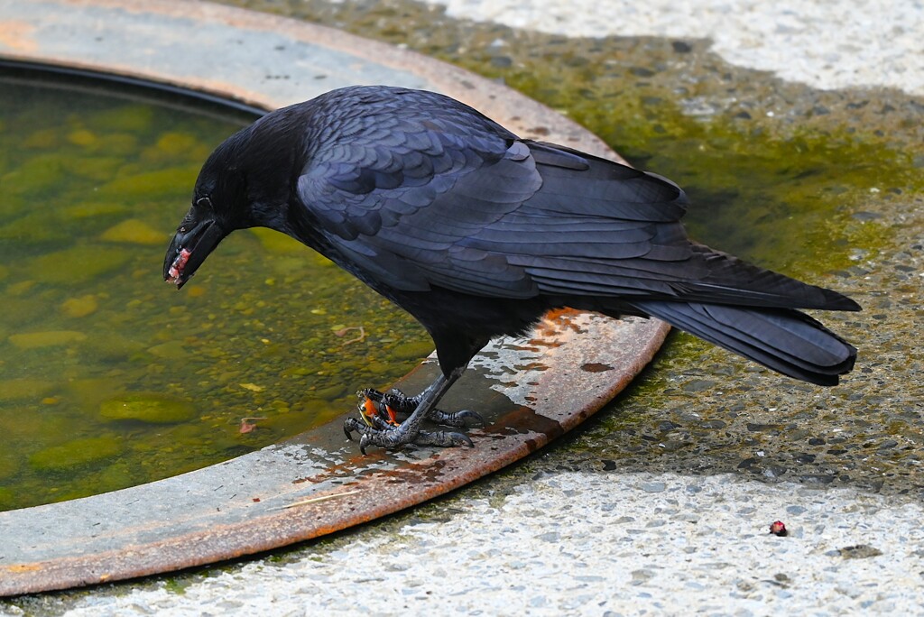 Ｋ川中流域・小さなカメを食べるハシボソガラス 