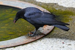 Ｋ川中流域・小さなカメを食べるハシボソガラス 