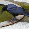 Ｋ川中流域・小さなカメを食べるハシボソガラス 