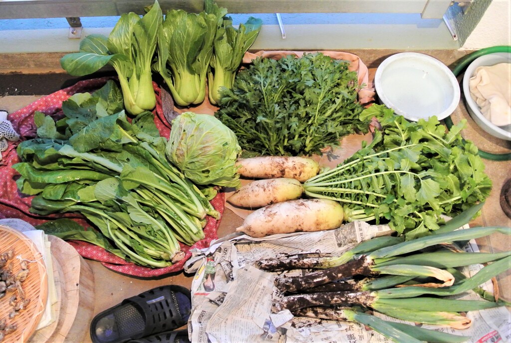 12月14日の収穫（小さなキャベツ）